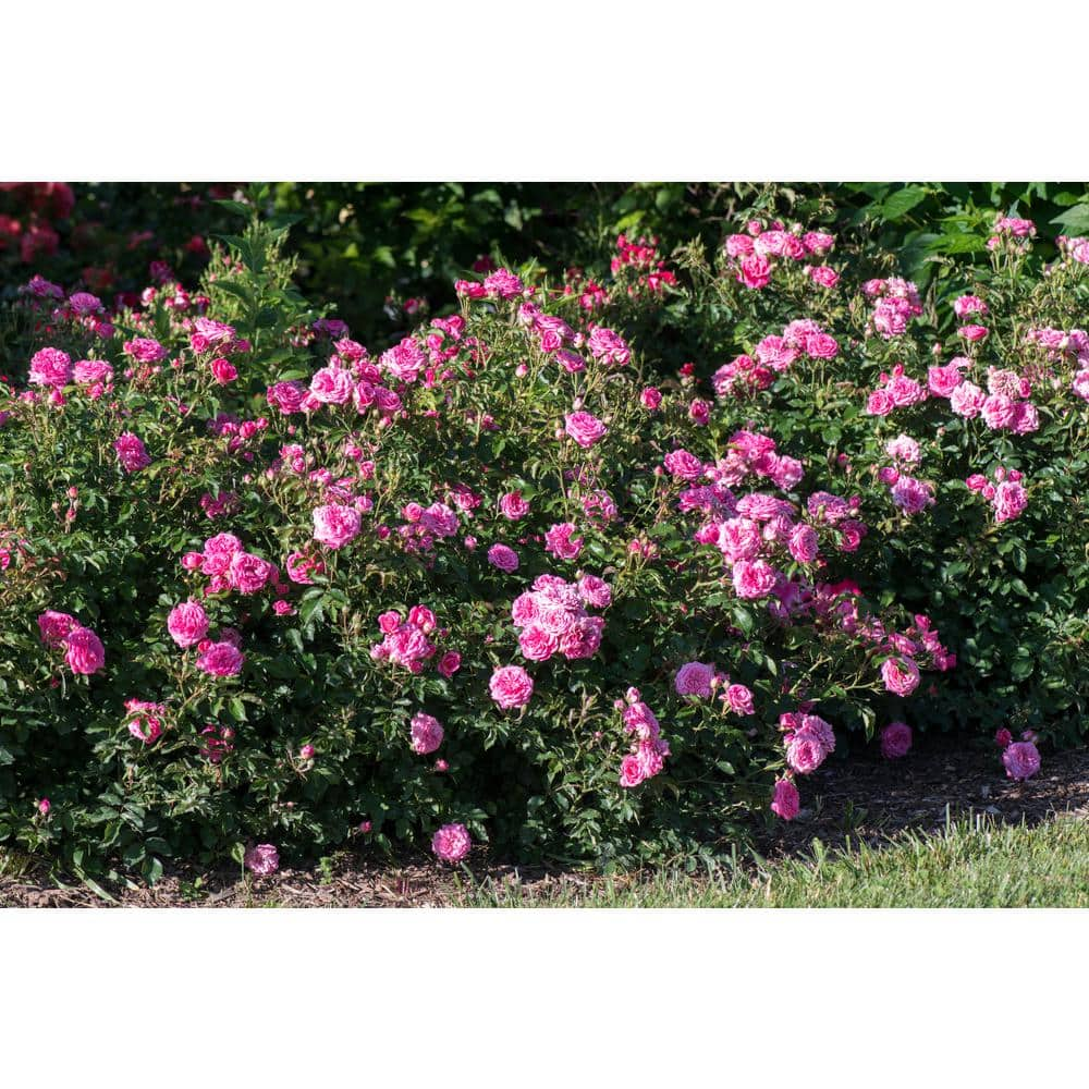 Drift 2 Gal. Sweet Drift Rose Bush with Pink Flowers 19505