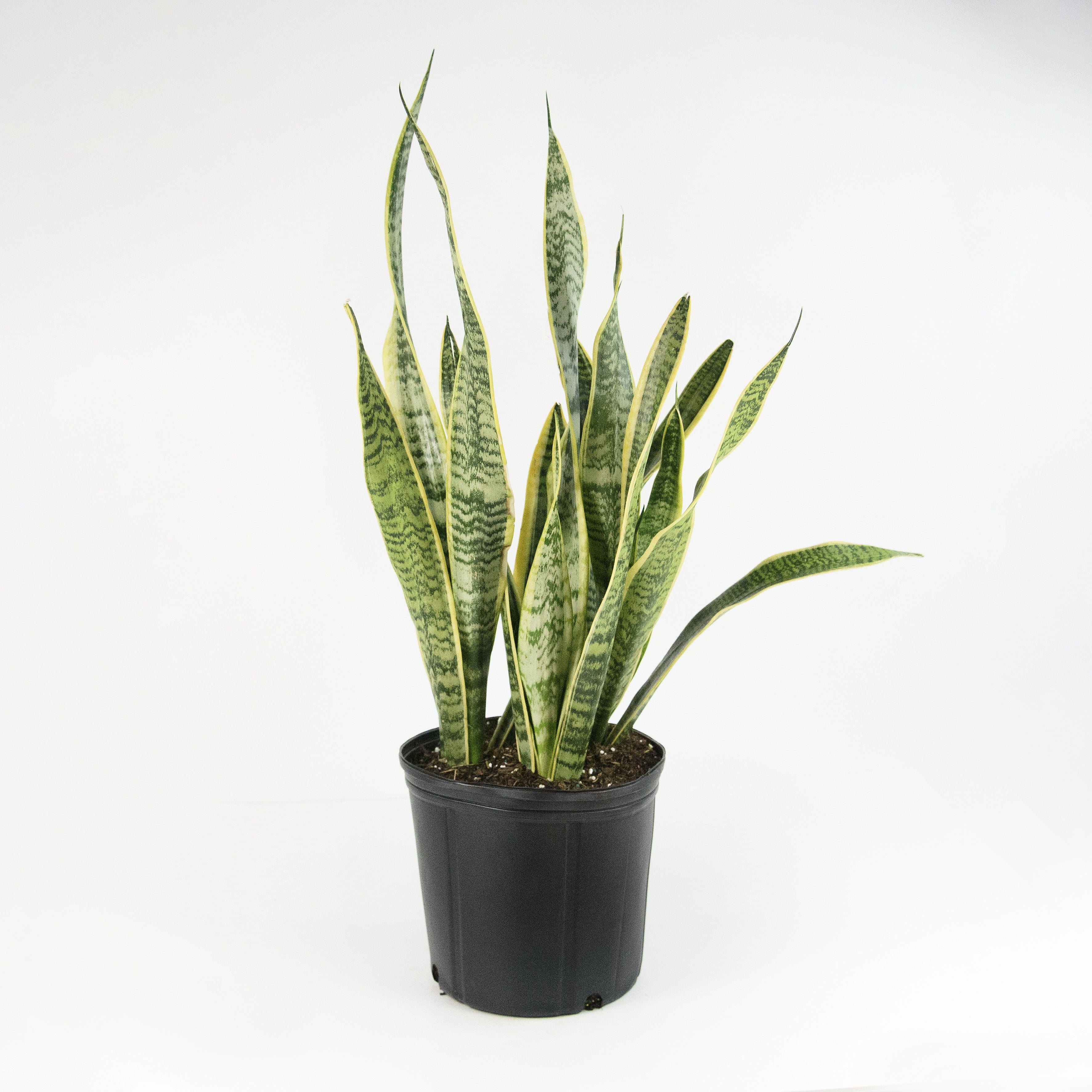 10 in Snake Plant 'Laurentii' Sansaveria Plant i