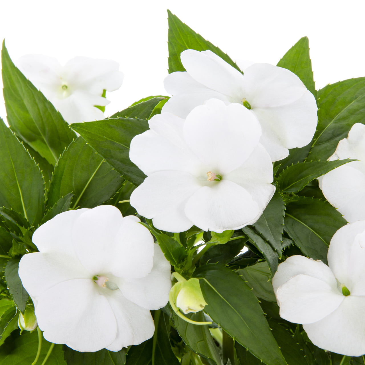 SunPatiens® Impatiens 2.5QT White Annual Live Plants (3 Pack) with Grower Pots