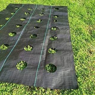 Agfabric 3 ft. x 100 ft. Easy-Plant Weed Block Mulch Weed Barrier Fabric with Planting Hole 4 in. Dia. GBH31004808