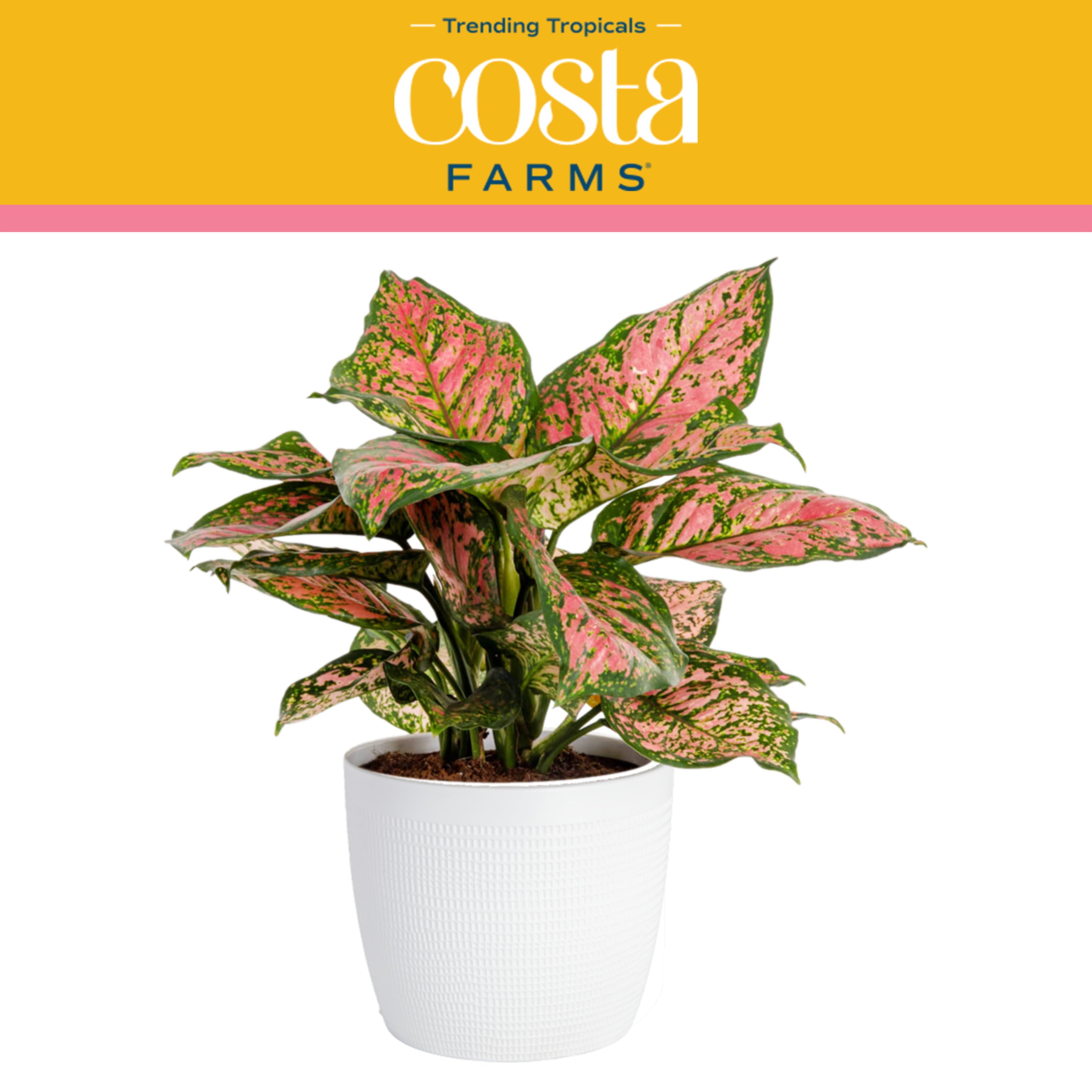 Costa Farms Trending Tropicals Live Indoor 14in. Tall Multi-color Chinese Evergreen， Aglaonema; Medium， Indirect Light Plant in 6in. mixed material Planter