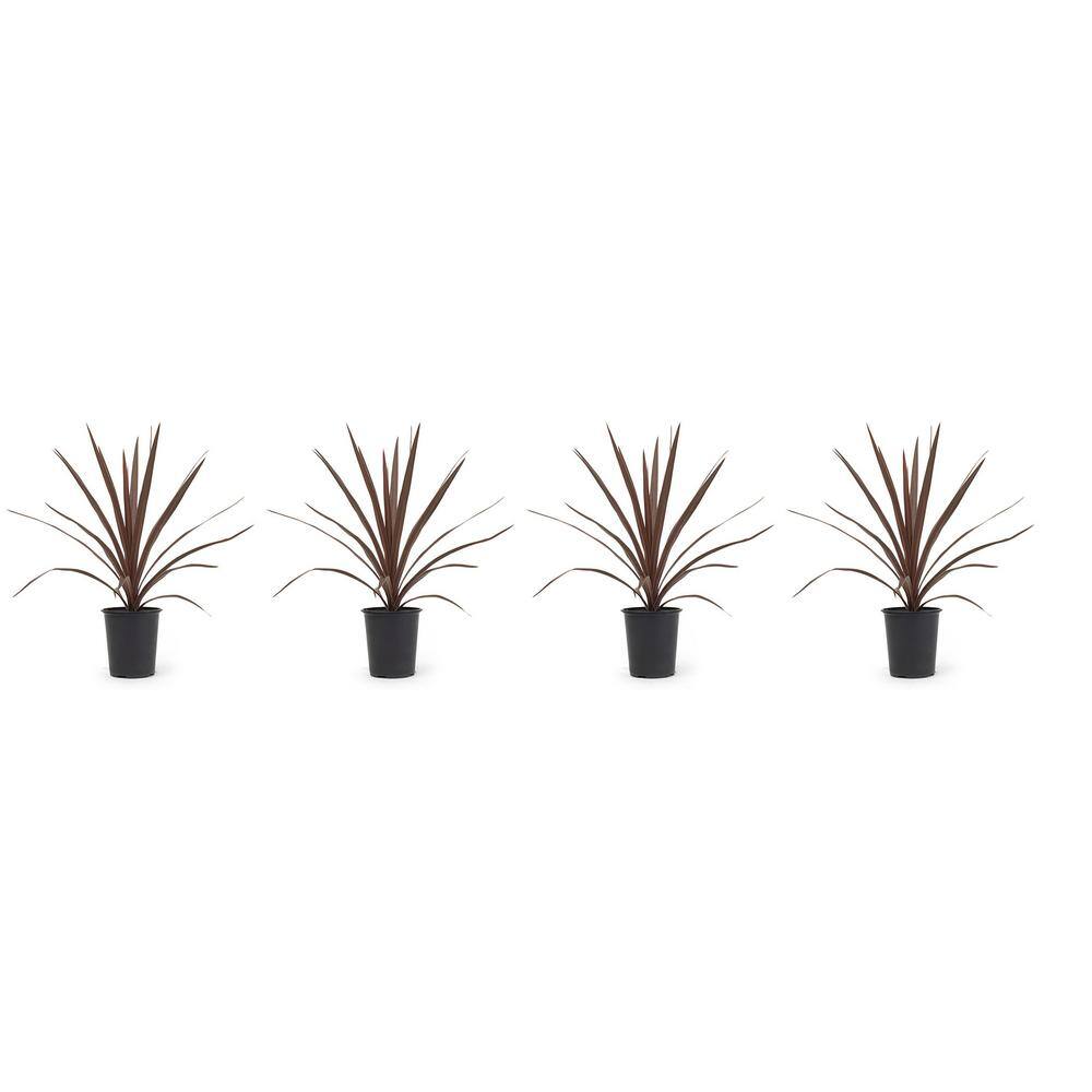 Pure Beauty Farms 1 Qt. Cordyline Dracaena Red Star Plant in Grower's Pot (4-Pack) DC1QCORDYLINE4