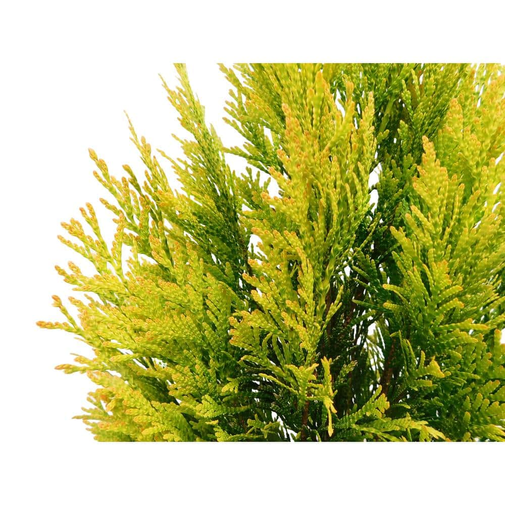 2.25 Gal. Forever Goldy Arborvitae Shrub with Bright Golden Foliage 14052