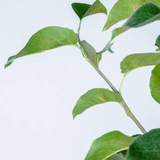 Perfect Plants 4-5 ft. Tall Shinko Asian Pear Tree in Grower's Pot Delicious Fruit THD00578