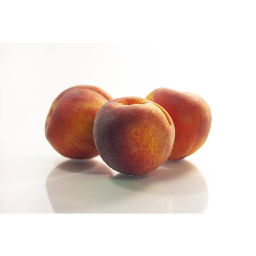 Online Orchards Frost Peach Tree Bare Root FTPE002