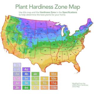 BUSHEL AND BERRY 1 Gal. Bushel and Berry Midnight Cascade Hanging Blueberry Live Plant HD1666