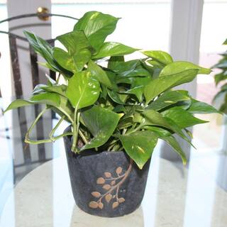 Vigoro Golden Pothos Indoor Plant in Small White Ribbed Plastic Décor Planter Avg. Shipping Height 1-2 ft. Tall (2-Pack) CO.POTH.3.VI.WH