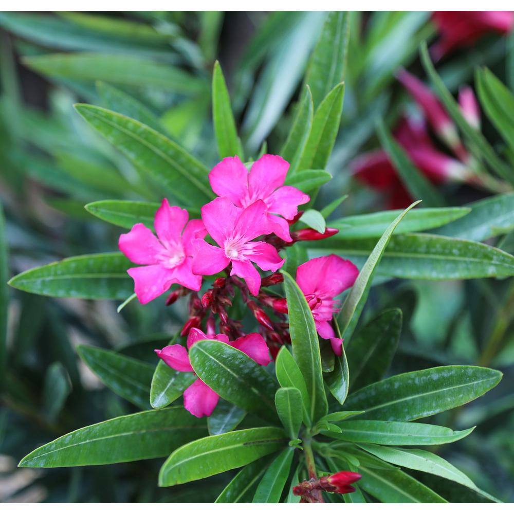 Costa Farms 10 in. Outdoor Pink Oleander Bush Plant in Grower Pot Avg. Shipping Height 26 in. to 32 in. Tall L-OLB-G-POT-01