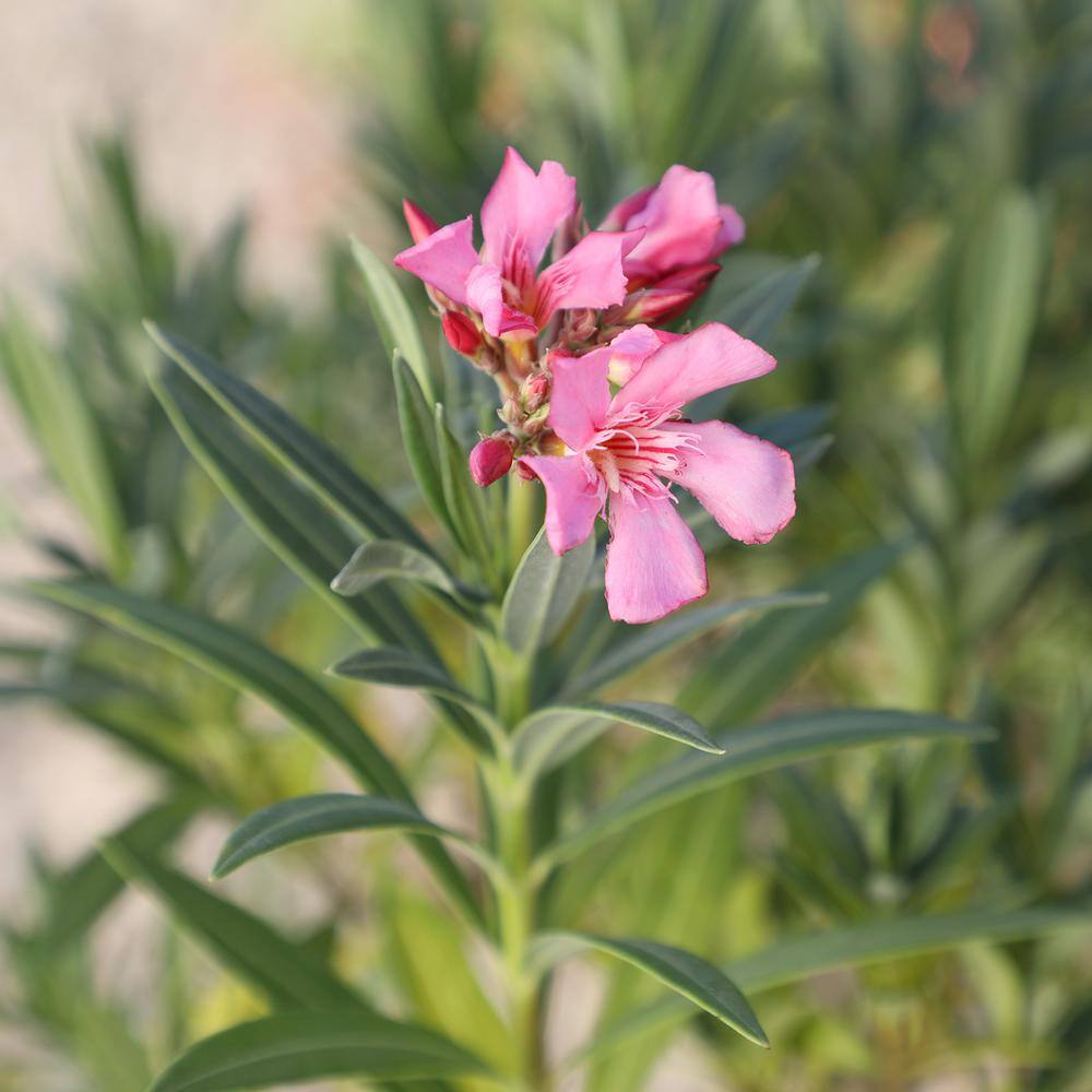 ALTMAN PLANTS Lone Star Growers 8 qt. Oleander Shrub (Nerium Flirt) Dark Pink Blooms 0872607