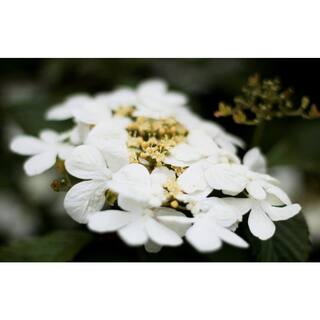 Online Orchards 1 Gal. Summer Snowflake Viburnum Shrub Showy Halos of Pure White Blossoms Throughout Summer SBVB001