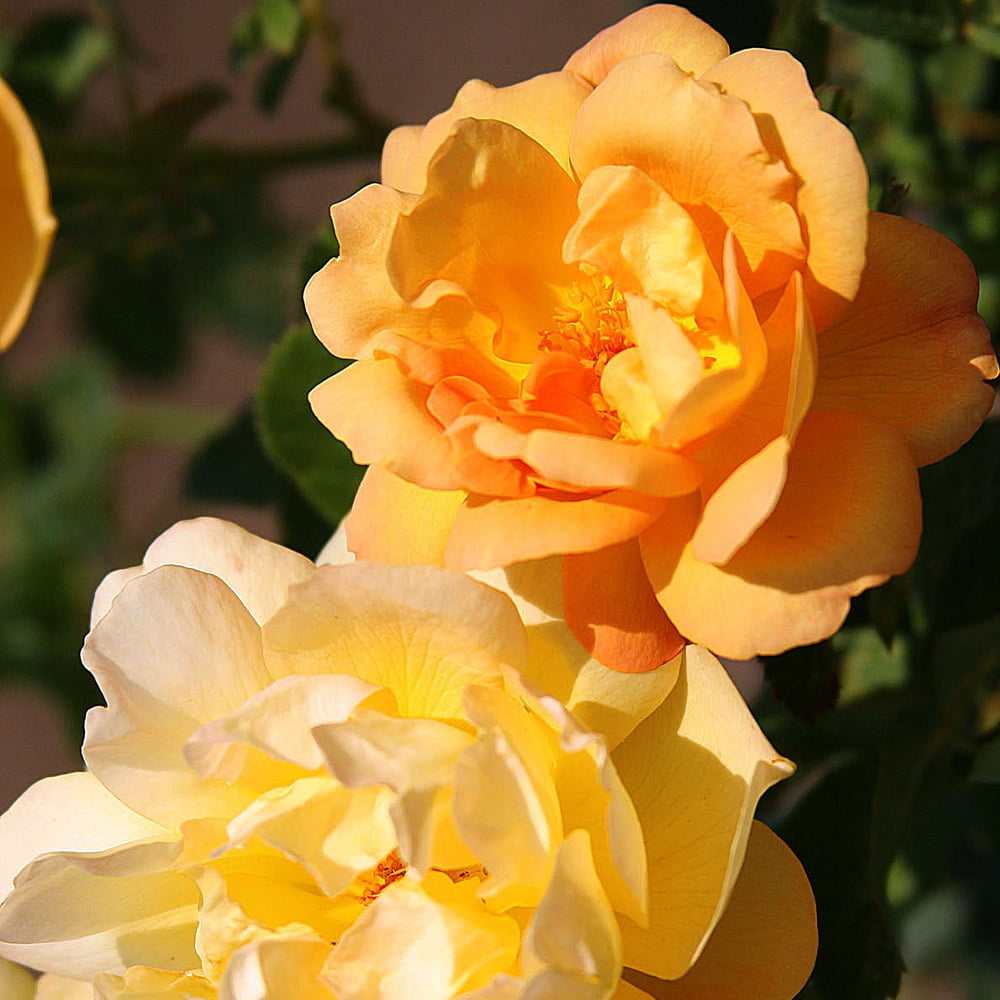 Saffron Summer Shrub Rose by Heirloom Roses - Yellow Roses Live Plant