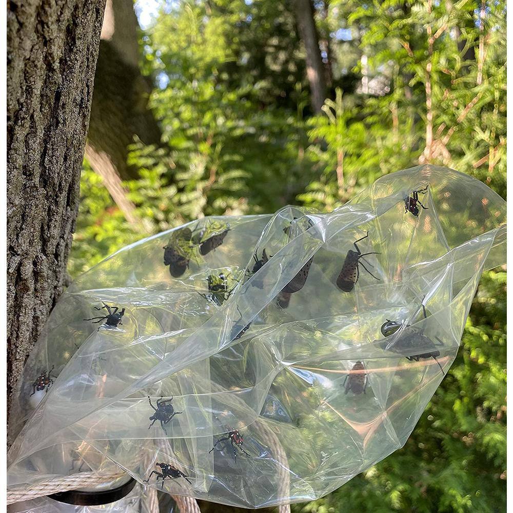 Spotted Lanternfly Trap WKNUY0BCIC