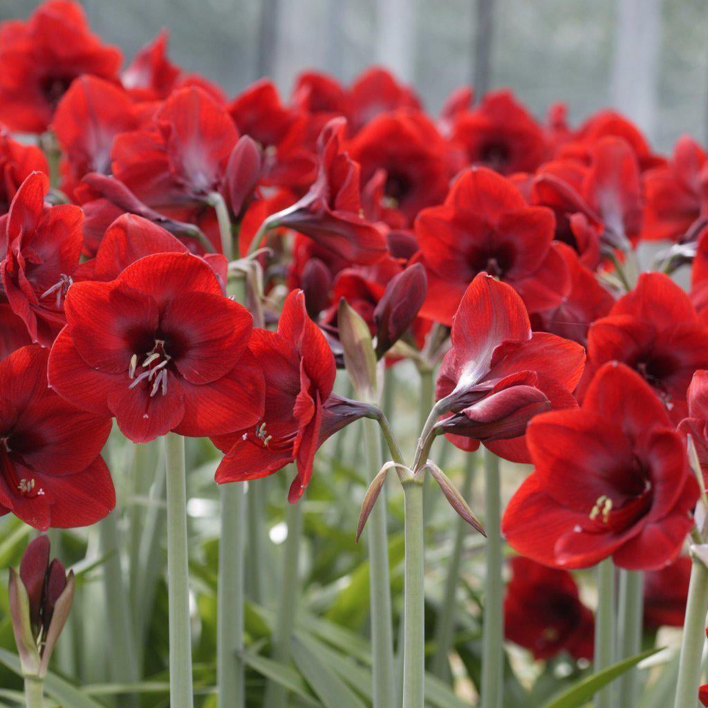 Amaryllis Ferrari Red (1 pack) Bulb， Red Flowers - Professional Growers from Easy to Grow