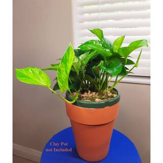 Marble Queen Pothos Plant in 6 in. Hanging Basket HBMrbP006