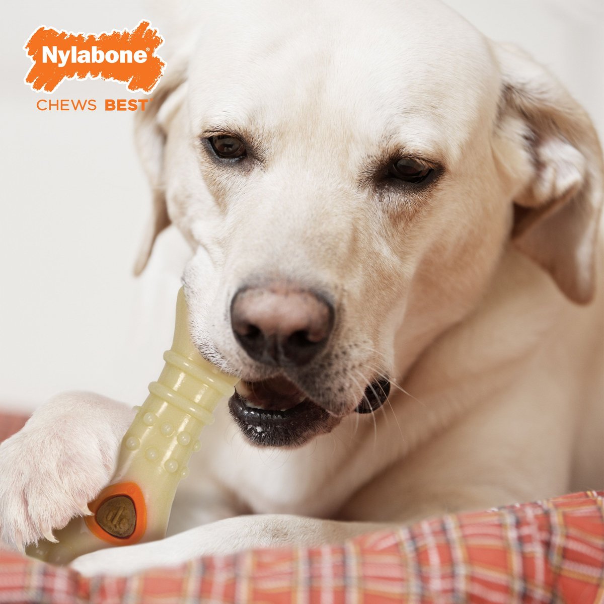 Nylabone Power Chew Chicken Flavored Knuckle Bone and Pop-In Treat Toy Combo Dog Chew Toy