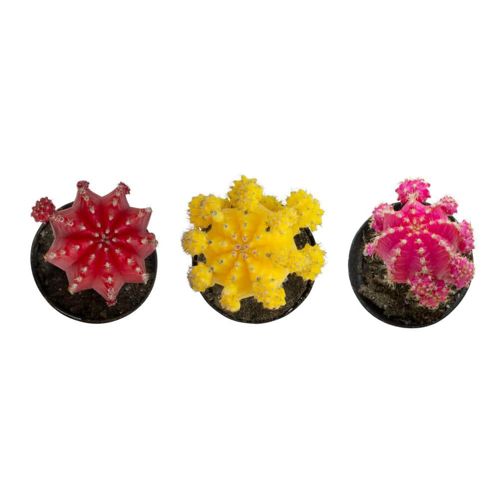 SMART PLANET 2.5 in. Assorted Grafted Cactus (3-Pack) 0881022