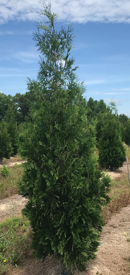 Green Splendor Arborvitae