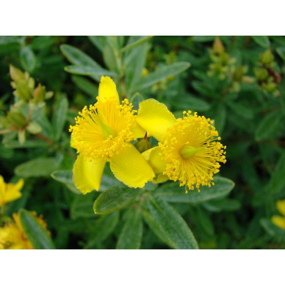 FIRST EDITIONS 2.0 Gal. Cobalt-n-Gold St. Johns Wort (Hypericum) Live Shrub Blue-Silver Foliage with Sunny Yellow Flowers O46532F