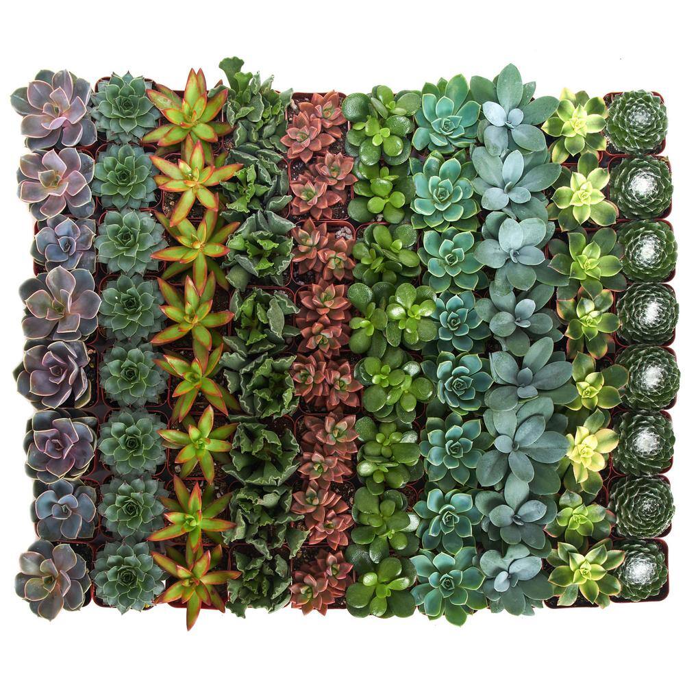 Shop Succulents 2 in. Assorted Succulent (Collection of 140) A140