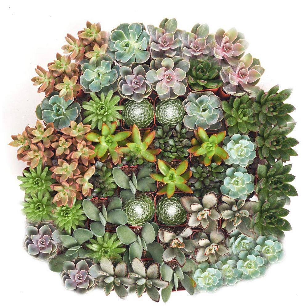 Shop Succulents 2 in. Assorted Succulent (Collection of 140) A140