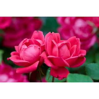 KNOCK OUT 2 Gal. Red Double Knock Out Rose Bush with Red Flowers KNO-DRE2