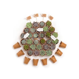 The Succulent Source 2 in. Wedding Event Rosette Succulents Plant with Caramel Metal Pails and Thank You Tags (30-Pack) 2-R-C-TY-30