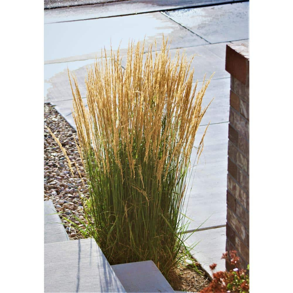 Online Orchards 1 Gal. Avalanche Feather Reed Grass - Lovely Tall Variegated Ornamental Grass Perfect for Borders and Accents GROR001