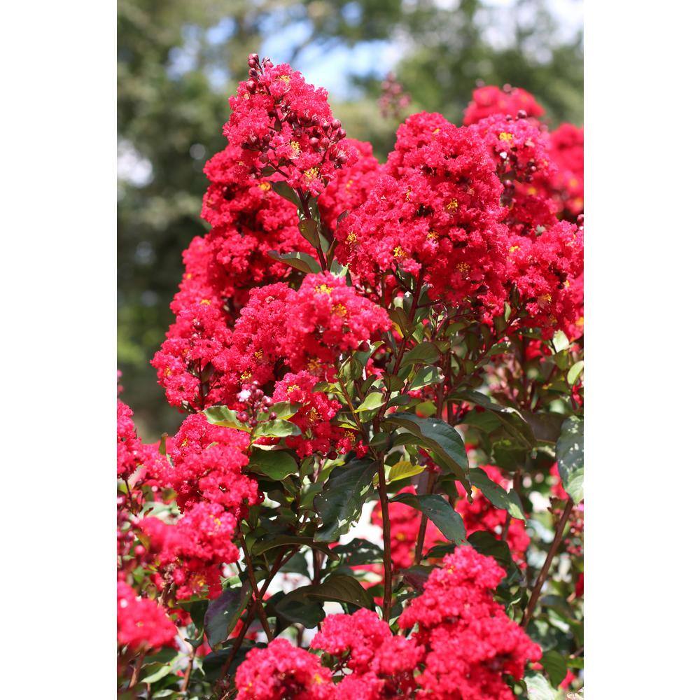 SEASON TO SEASON 2 Gal. Emerald Empire Garnet Prince Red Deciduous Crape Myrtle Tree 20344