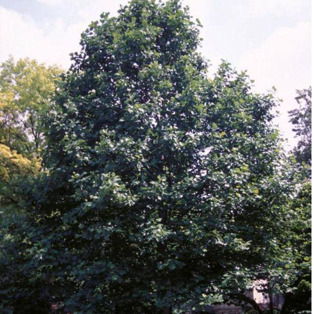7 Gal. Poplar Tulip Shade Tree POPTUL07G