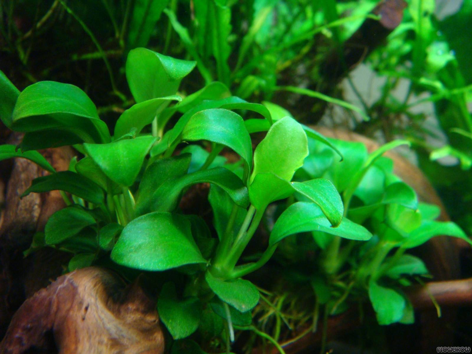 Anubias Barteri (Nana Petite) Small Live Aquarium Plants BUY2 GET1 FREE