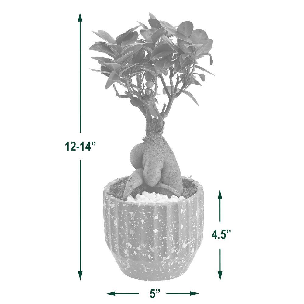 Arcadia Garden Products 5 in. Ginseng Ficus Bonsai White Round Speckled Splash Ceramic Planter LV54