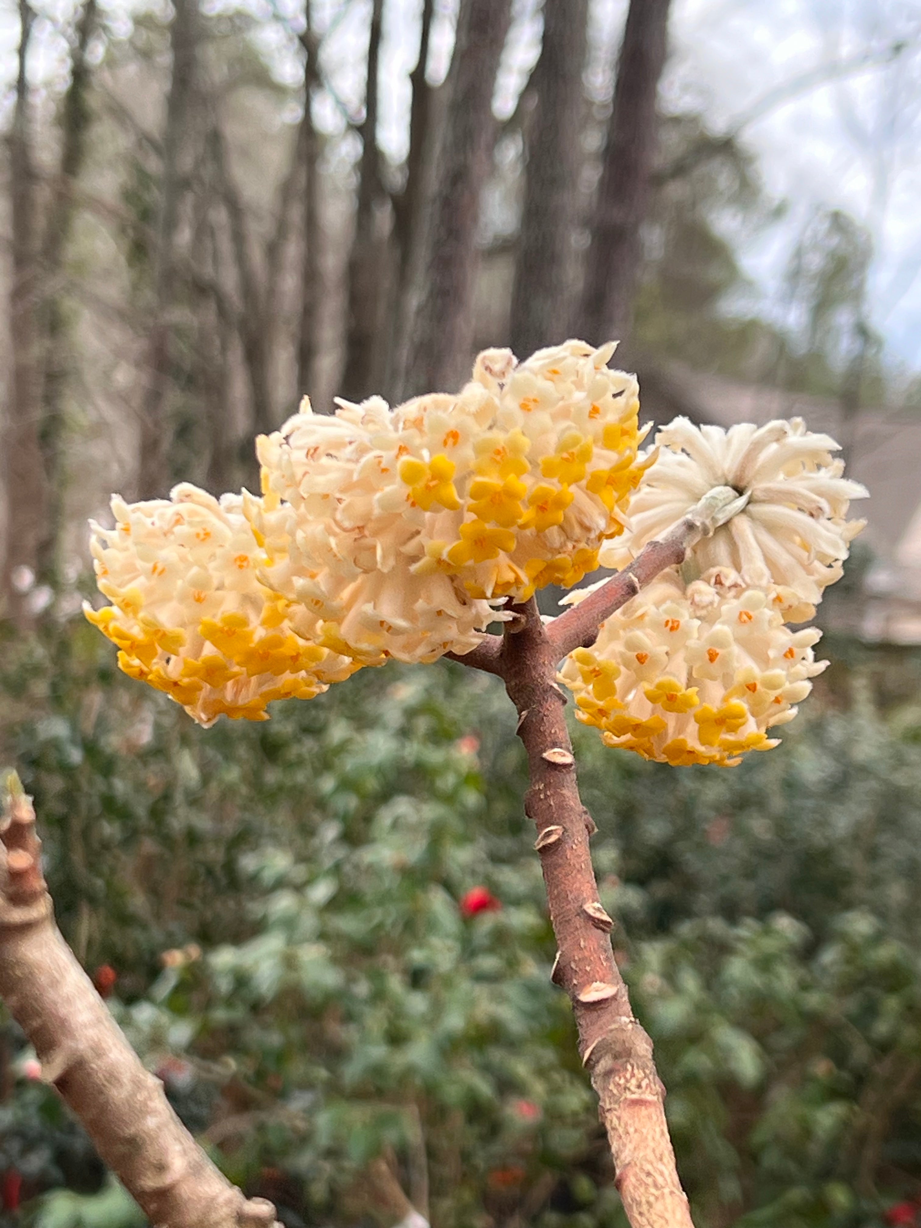 Edgeworthia- Extremely Fragrant, Winter blooming