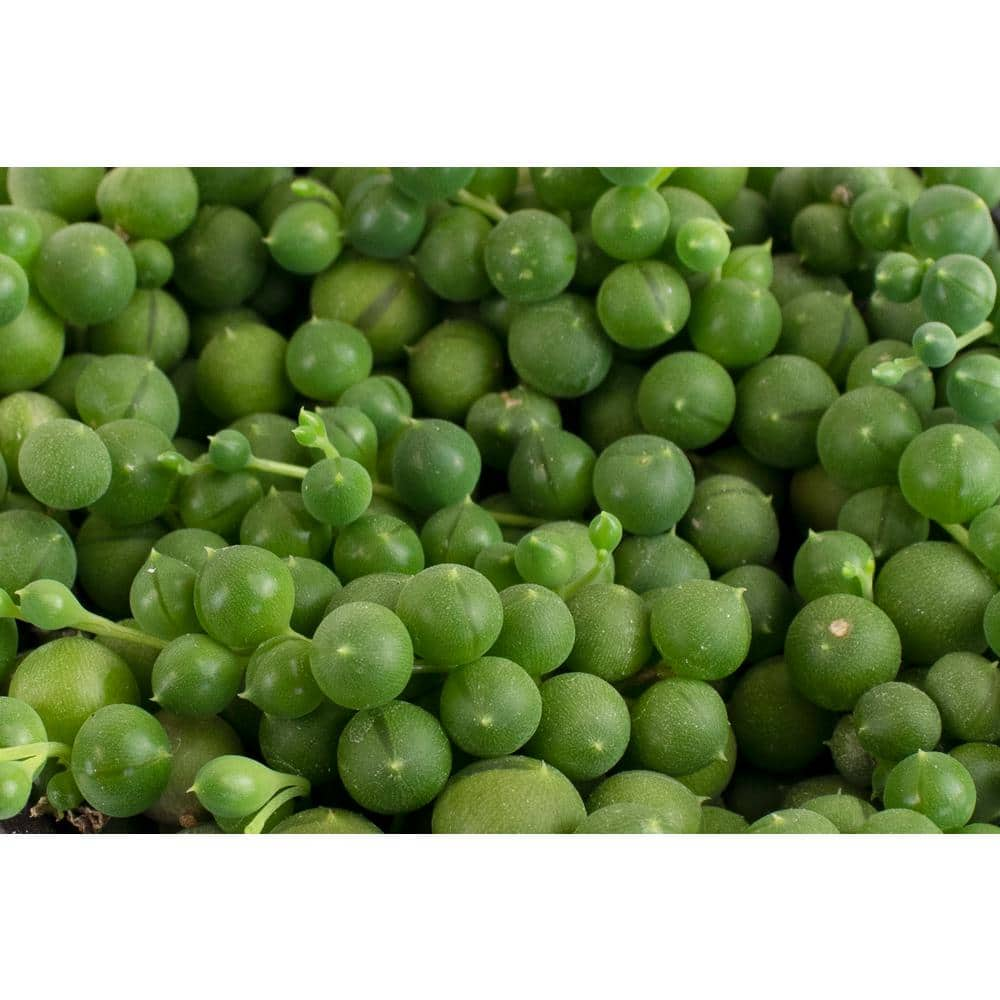 Shop Succulents String of Pearls and Burrito Sedum Hanging in 4 in. Grow Pots， Hanging Succulents (2-Pack) 2-HANG-PK-4