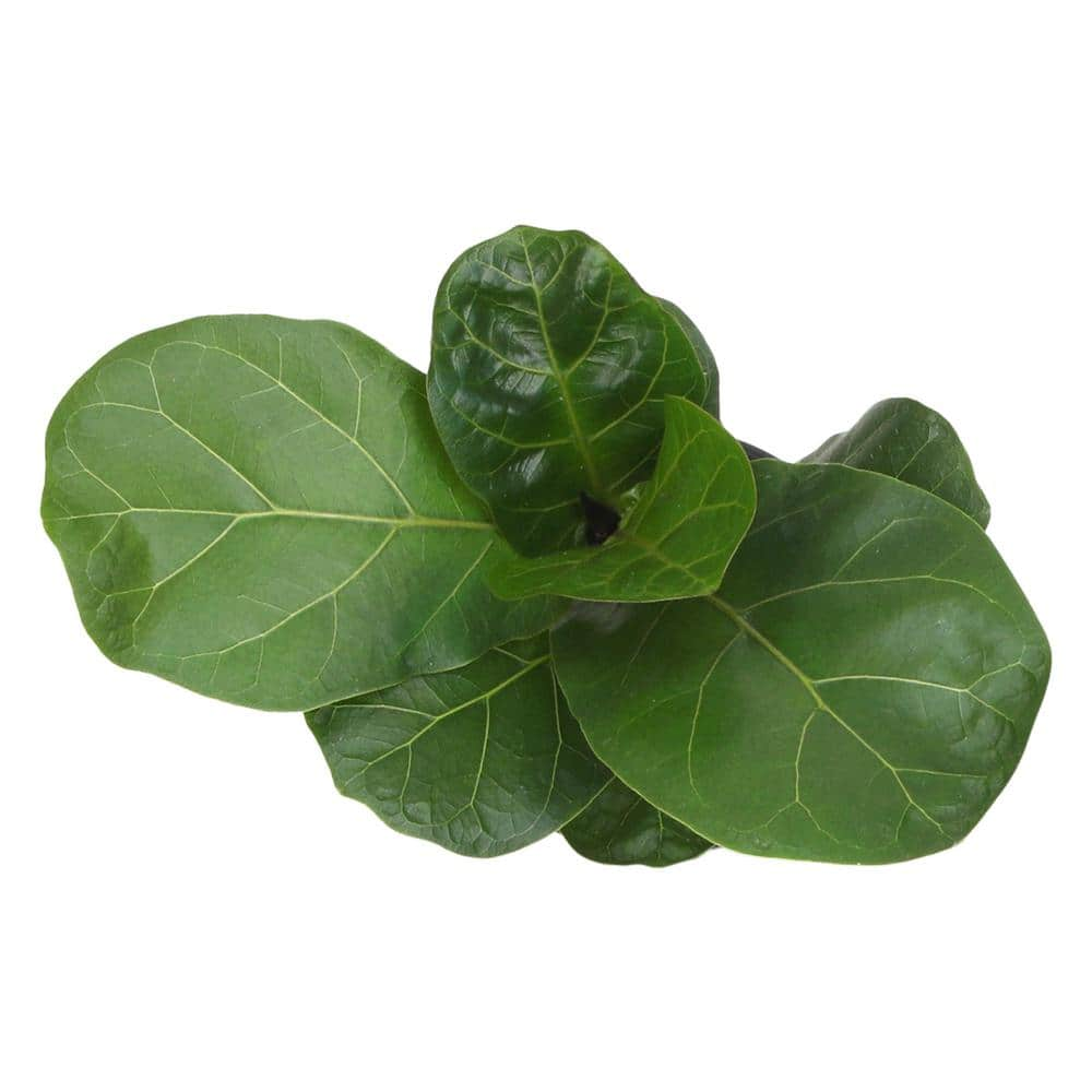 ALTMAN PLANTS Decorative Fiddle-Leaf Fig (Ficus Lyrata) Houseplant Indoor Plant Gift in 4.25 in. White Pot 0873201