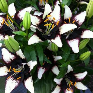 VAN ZYVERDEN Lilies Asiatic Black Eye Bulbs (Pack of 7) 11355