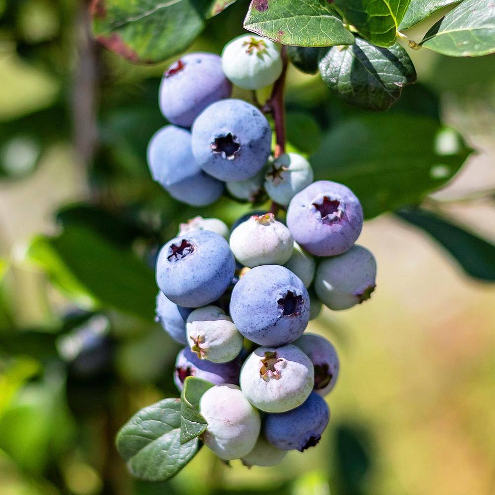 5 Gal. Meader Northern Highbush Blueberry Tree BLUMEA05G