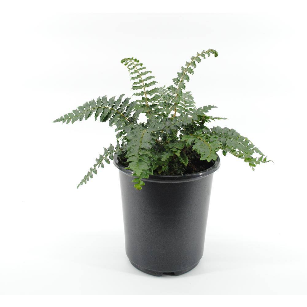 2.5 qt. Fern Polystichum Polyblepharmum Tassel Perennial (4-Pack) 1275