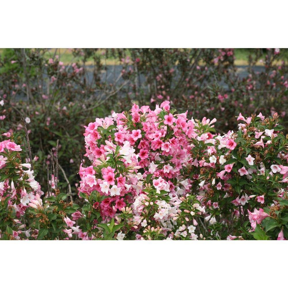 PROVEN WINNERS 1 Gal. Czechmark Trilogy (Weigela) Live Shrub White Pink and Red Flowers WEIPRC1216101