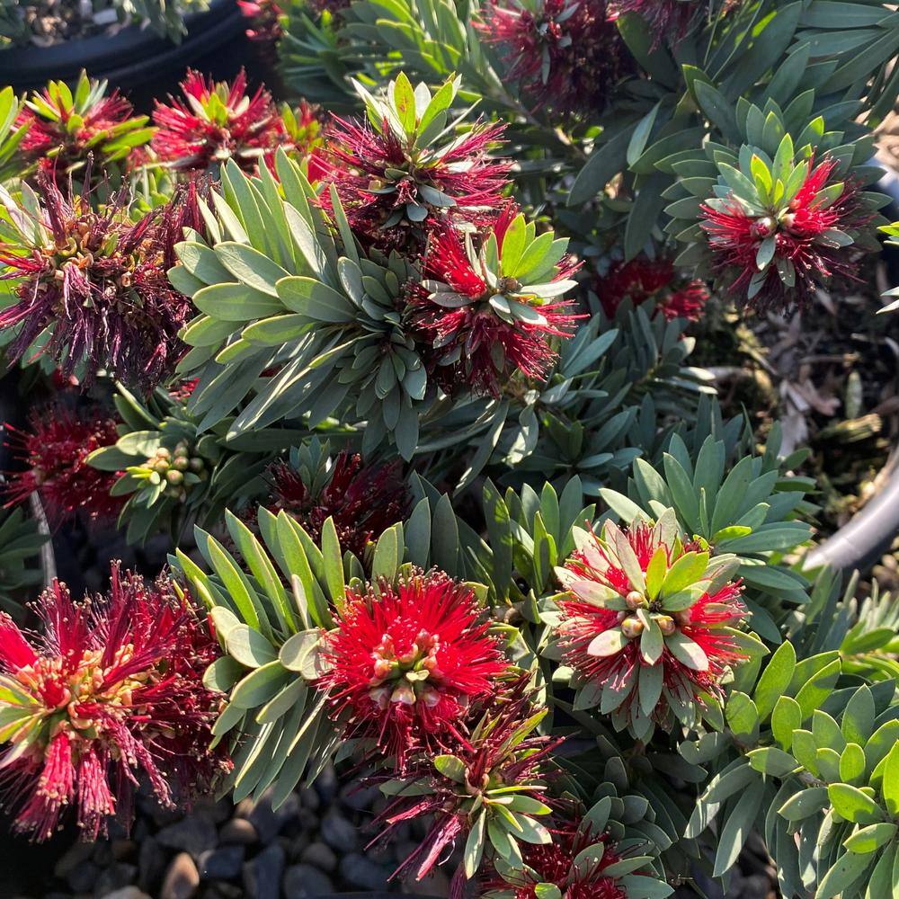 Alder  Oak #5 Container Dwarf Bottlebrush Evergreen Shrub  (2-pack) CALI05