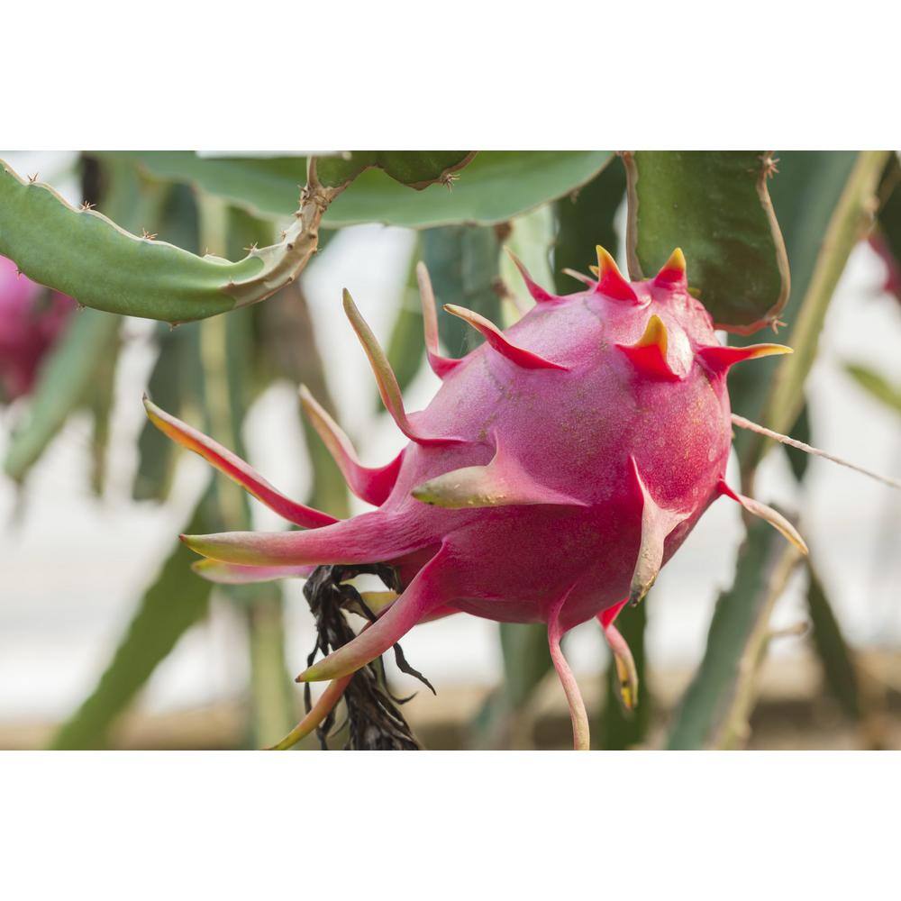 Wekiva Foliage Dragon Fruit Tree - Live Plant in a 6 in. Pot - Hylocereous Undatus - Edible Tropical Fruit Plant from Florida E1-2RBA-G5JJ