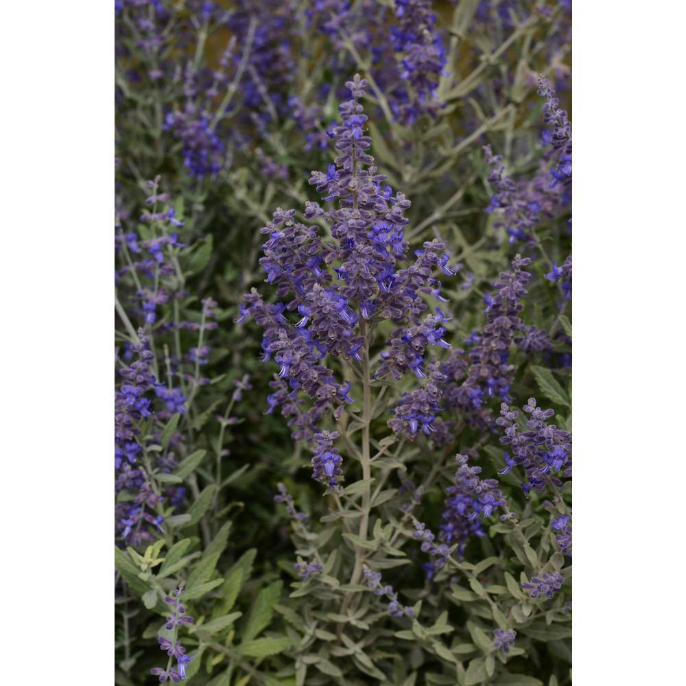 2.5 qt. Perennial Perovskia Atriplicifolia Sage (2-Pack) 1163