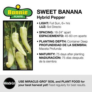 Bonnie Plants 2.32 qt. Sweet Banana Pepper Plant 2400