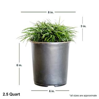 FLOWERWOOD 2.5 Qt. Dwarf Mondo Grass Groundcover - Groundcover Plant 4391Q