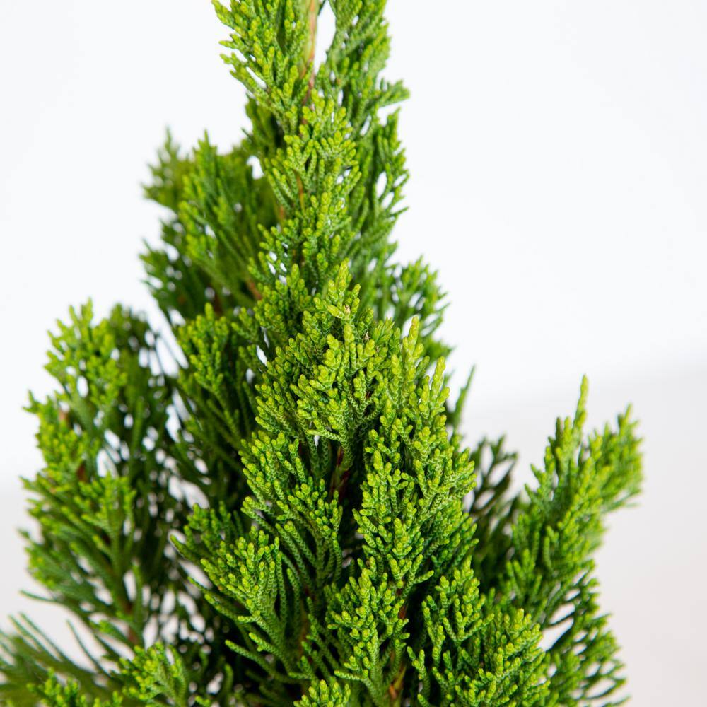 FLOWERWOOD 2.5 Qt. Hollywood Juniper (Torulosa) Live Shrub Plant with Twisting Evergreen Foliage 3415Q
