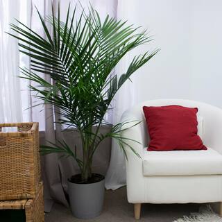 Costa Farms Majesty Indoor Palm in 9.25 in. Grower Pot Avg. Shipping Height 3-4 ft. Tall 10MAJ