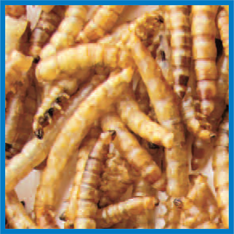 DRIED MEALWORM 9.15OZ