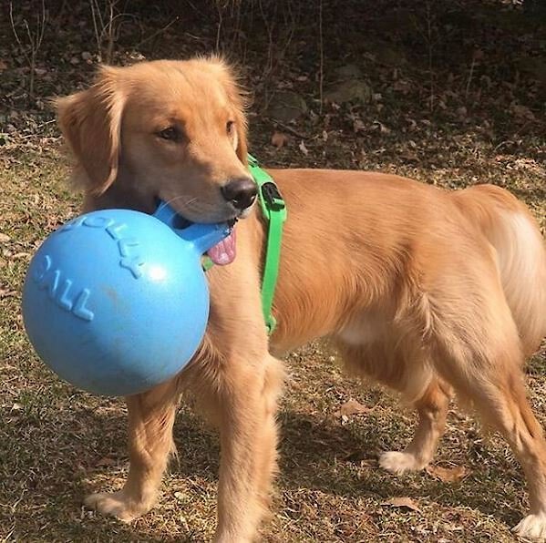 Jolly Pets Tug-n-Toss Dog Toy， Blueberry