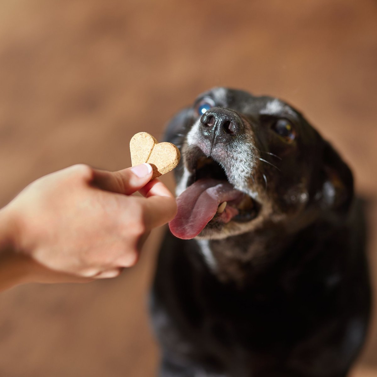 Newman's Own Dog Biscuits Bacon Flavor Dog Treats