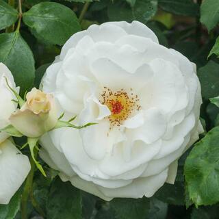 Spring Hill Nurseries Gourmet Popcorn Shrub Rose Dormant Bare Root Plant with White Flowers (1-Pack) 86096