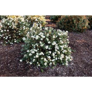 BLOOMIN' EASY 2 Gal. Bella Bianca Potentilla Live Shrub Pure White Flowers DGPE5487